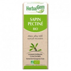 GEMMOBASE Sapin pectine