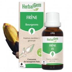 GEMMOBASE Frêne