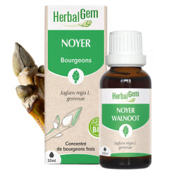 GEMMOBASE Noyer