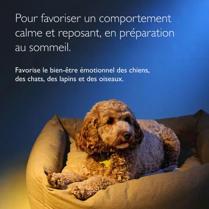 Rescue Pets Nuit Fleurs de Bach pour Chiens et Chats - Sans alcool - 20 ml