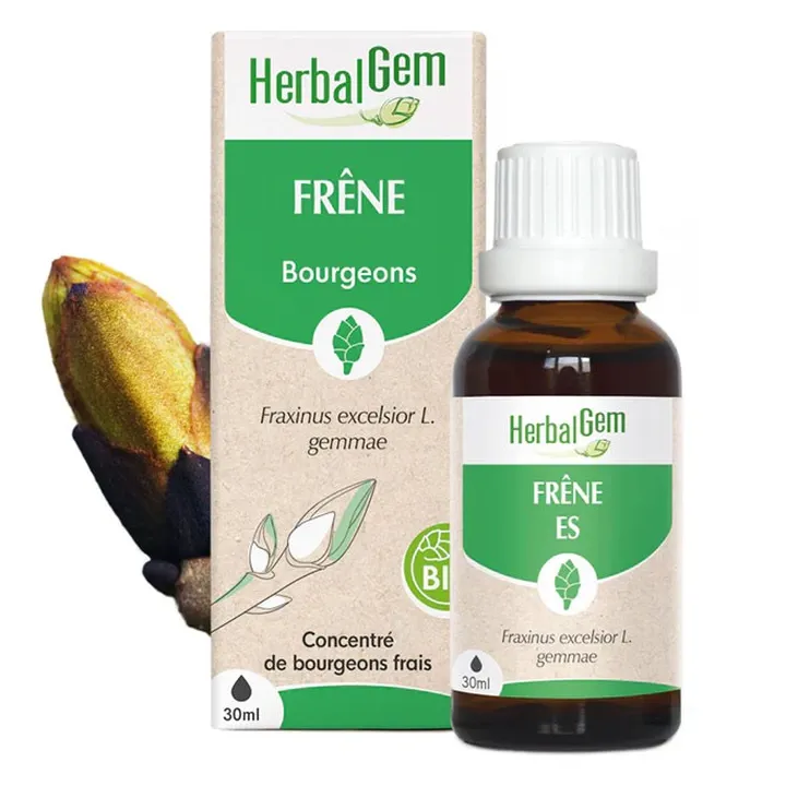 GEMMOBASE Frêne
