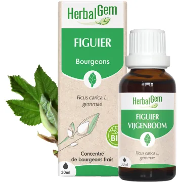 Bourgeon de Figuier Bio 30 ml HerbalGem